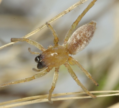 Clubiona pseudoneglecta female A3041 PE7098.JPG