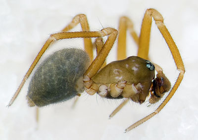 Diplocephalus-guidoi Alpen-Monesi 14-09 01-male.jpg