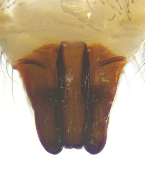 Datei:Hilaira herniosa female A6018 PN1630.jpg