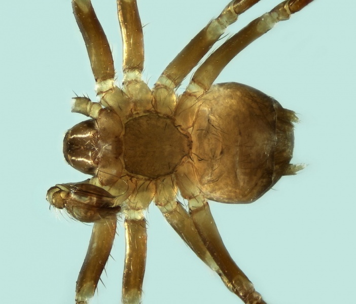 Datei:Iberina difficilis male 20180205091557-8e5d99e6-me.jpg