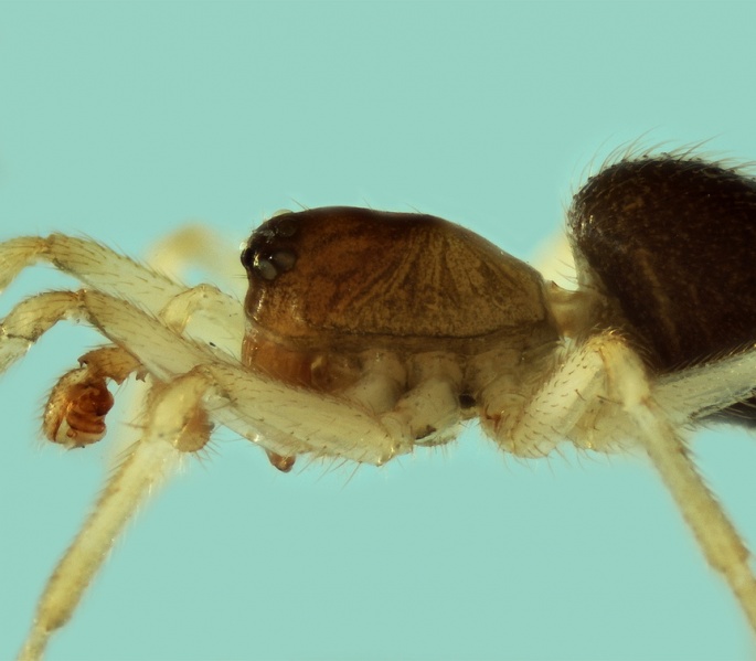 Datei:Oedothorax tingitanus male 20180210134037-62ab28ba-me.jpg