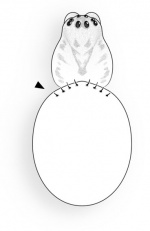 Prominens Zeichnung-Koerper 08-11.jpg