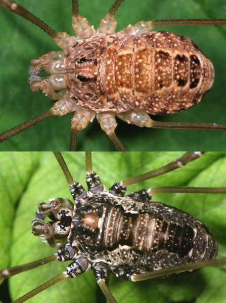 Datei:Rilaena-Platybunus dorsal.JPG