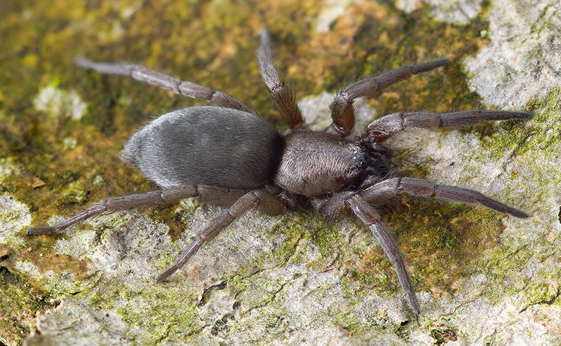 Datei:Scotophaeus-blackwalli Sardinien-IsolaCaprera 14-07 01-female.jpg