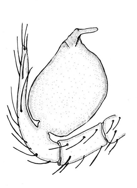 Datei:Telema tenella m2.jpg