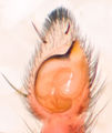 Pedipalpus