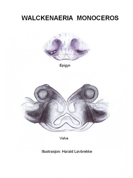 Datei:W. monoceros epigyn vulva HLovbrekke.JPG