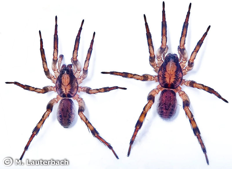 Datei:Arctosa figurata 7 1024.jpg