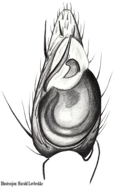 Datei:Micaria alpina palp HLovbrekke.jpg