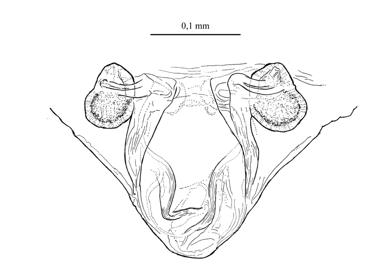 Datei:Minicia elegans Vulva.png