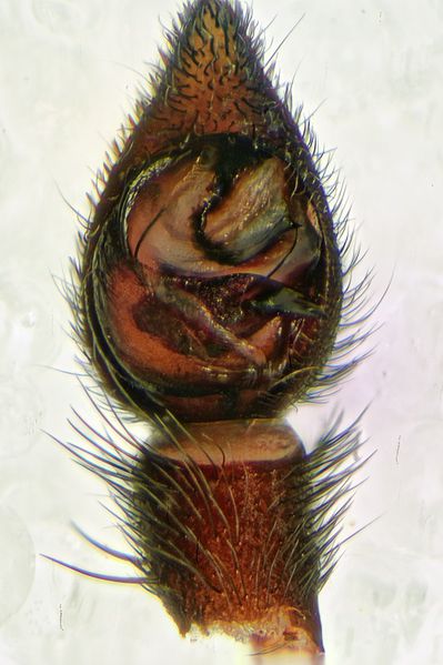 Datei:Alopeecosa-pulverulenta NSG Wakenitz 25.04.2015 PediLinks-ventral.jpg