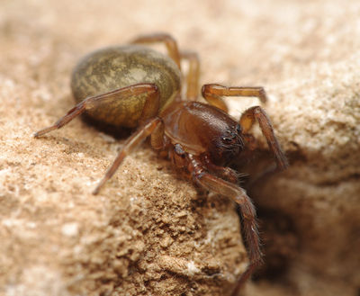 Amaurobius erberi female A5604 PK2301.JPG