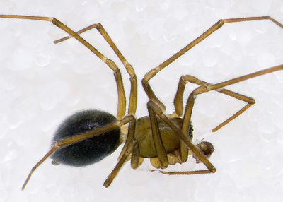Bathyphantes-similis Rhoen-Bischofsheim 14-06 01-male.jpg