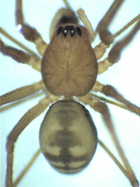 Datei:Bathyphantes eumenis male 1 HLovbrekke.jpg