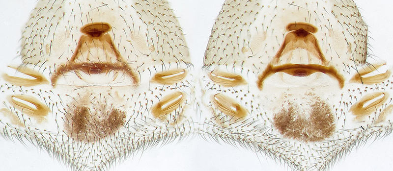 Datei:Dysdera-cribrata Alpen-Monesi 14-11 05-Epig-Vulva.jpg