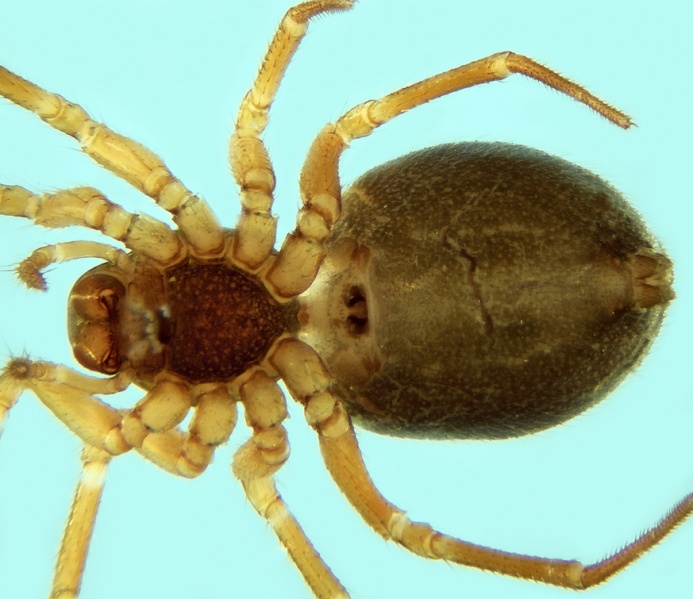 Datei:Oedothorax tingitanus female 20180210134042-3bc55512-me.jpg