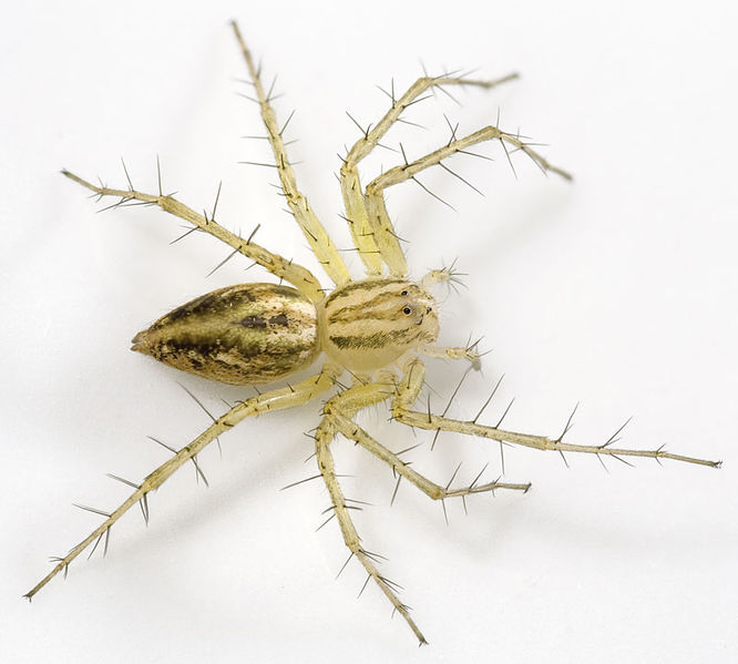 Datei:Oxyopes-lineatus Ungarn-Buda 09-05 03.jpg