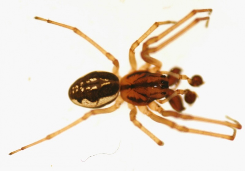 Datei:Pachygnatha clerckoides m dorsal.jpg