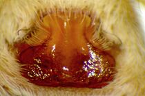 Pardosa palustris Lyc epi.jpg