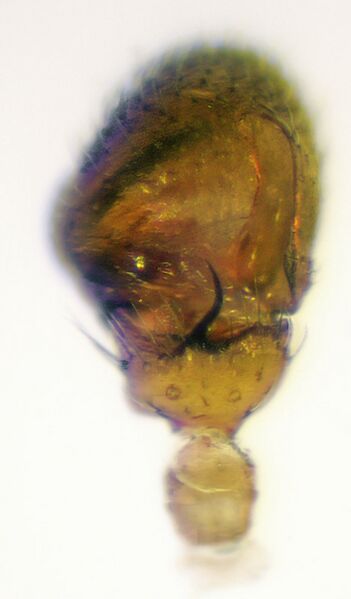 Datei:Silometopus elegans Apophyse.jpg