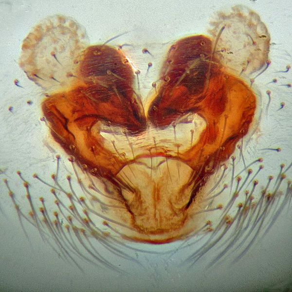 Datei:Tabulata-epi guttenberger2.jpg
