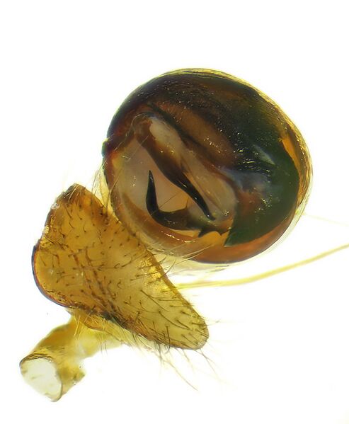 Datei:Araniella-cucurbitina Spitze.jpg