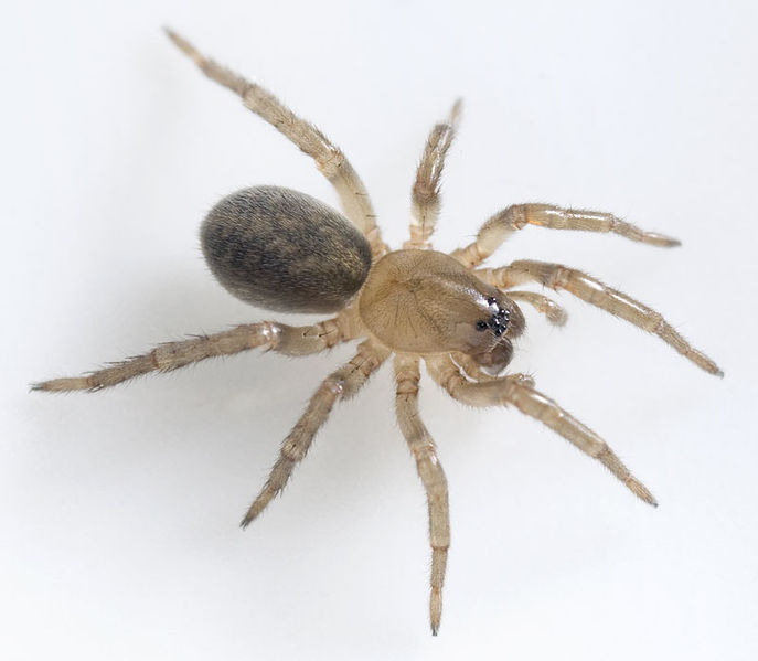 Datei:Arctosa-lutetiana Rothenstein-5135 11-03 03.jpg