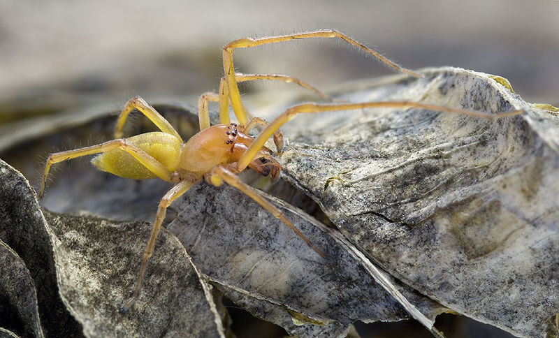 Datei:Cheiracanthium-canariense Teneriffa-Anaga 15-03 02-male.jpg