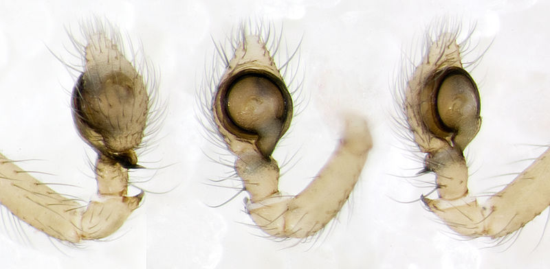 Datei:Lathys-humilis Weimar-5034 14-04 01-Ped.jpg