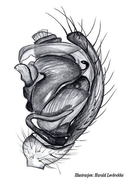 Datei:Linyphia triangularis palp HLovbrekke.jpg