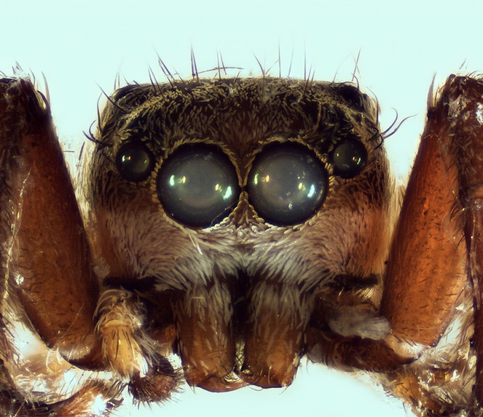 Datei:Neaetha absheronica male 20150930172438-cfa60d9a-me.jpg