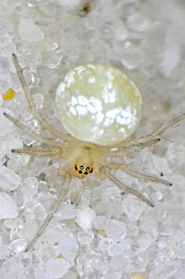 Paidiscura pallens f dorsal-800.jpg