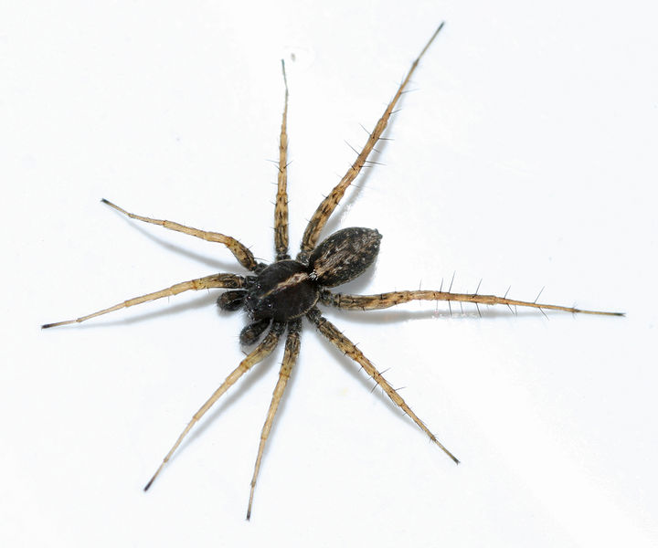 Datei:Pardosa-agricola-male2.jpg