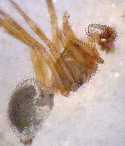Sintula corniger 1024.jpg