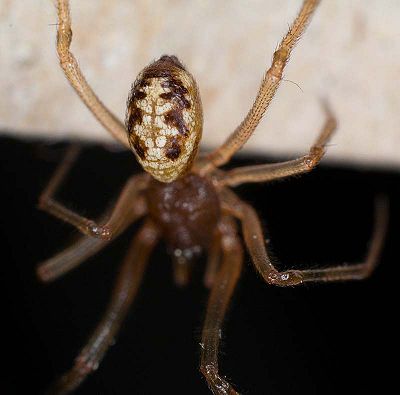 Steatoda triangulosa M 7-5334.jpg