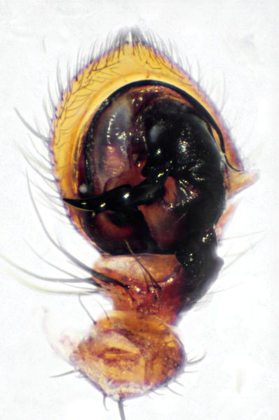 Datei:Xysticus bifasciatus (13.06.11-001-1) pedipalpus l.-800.jpg