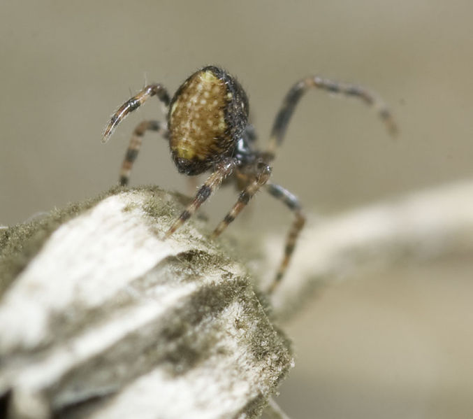 Datei:Achaeridion-conigerum Kohlgrund 09-09 03.jpg