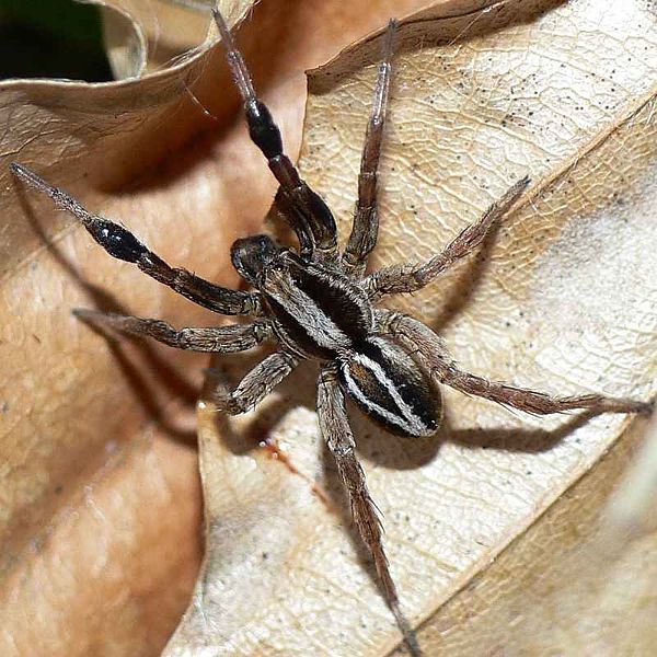 Datei:Alopecosa cuneata M1.jpg