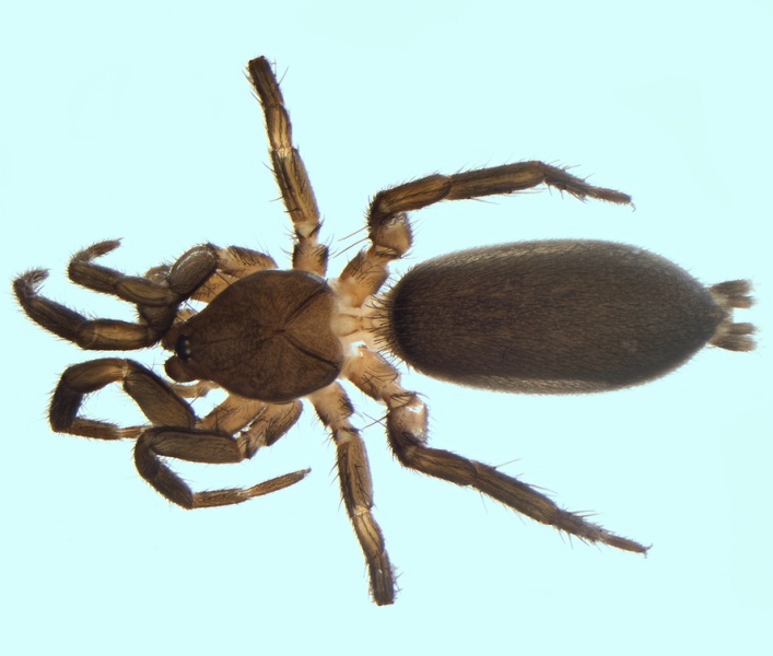 Datei:Civizelotes ibericus femal 20160209203159-8ab42af4-me.jpg