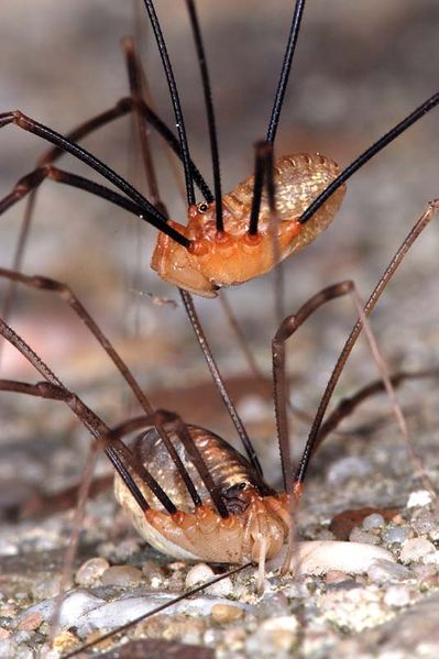 Datei:Opilio canestrinii fm.JPG