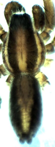 Datei:Pardosa schenkeli male do HLovbrekke.jpg