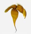 Pedipalpus
