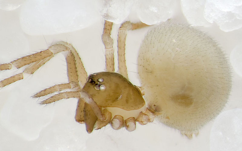 Datei:Theonoe-minutissima Geierfelsen-5330 14-05 08-female.jpg