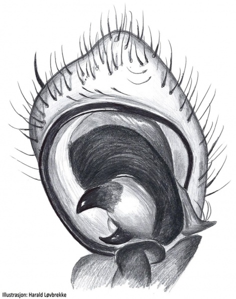 Datei:Xysticus ulmi palp HLovbrekke.jpg