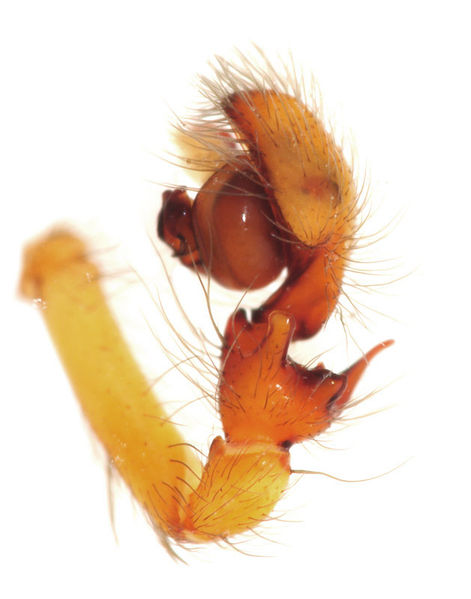 Datei:Amaurobius fenestralis male A3506 PN3422.JPG