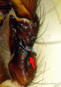 Coelotes atropos Patellarapophyse ABachPfeil.jpg