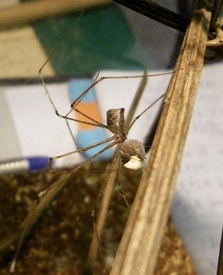 Crossopriza-lyoni Tobias-Bauer.JPG