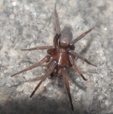 Echemus-angustifrons Klam-Oberoesterreich 10-07 Robert-Gattringer.jpg