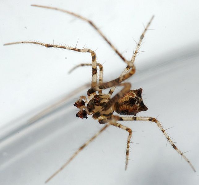 Datei:Ero tuberculata m.jpg