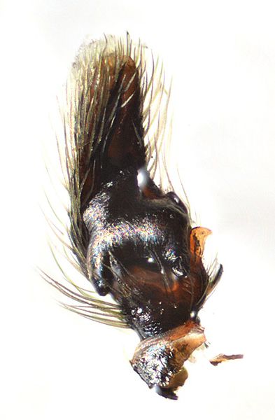 Datei:Heliophanus auratus pedi Burgenland WOertel.jpg